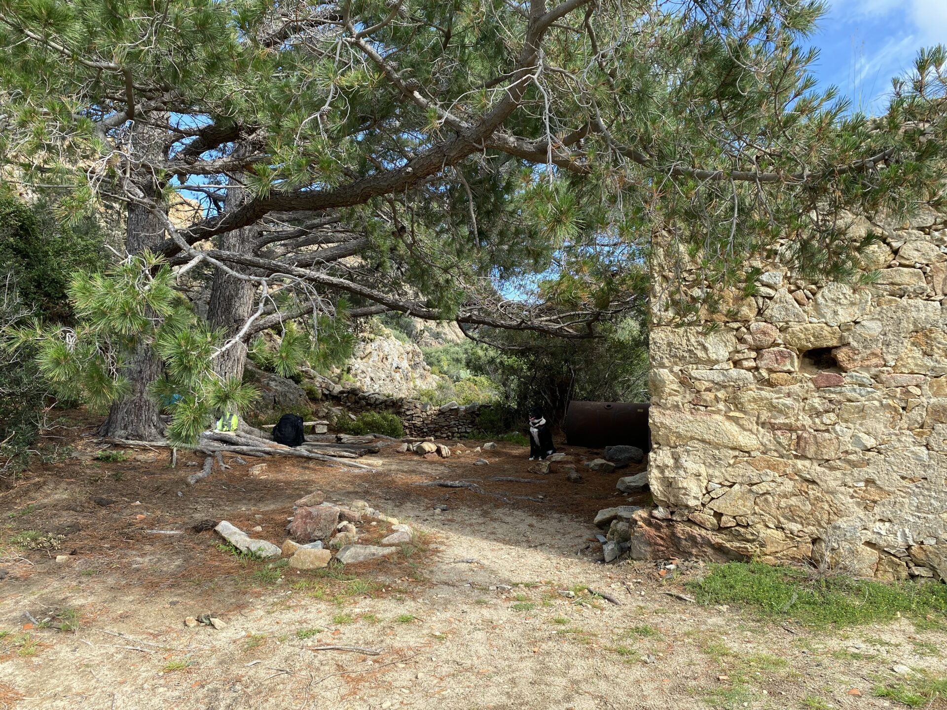 lauschiger Teachingplatz unter Pinie